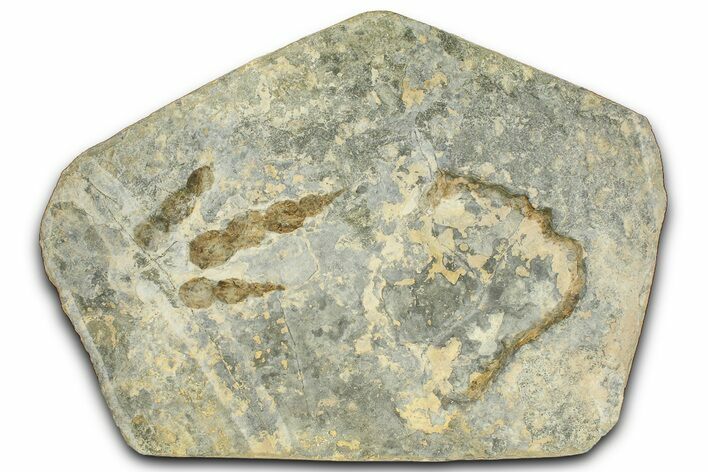 Dinosaur (Grallator) Track - Negative Impression #366868